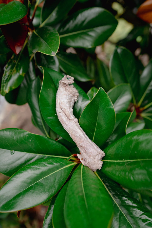 Freeze Dried Duck Neck