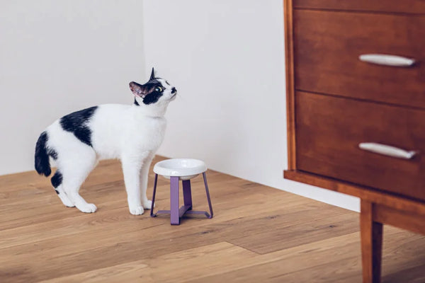 Food Stand Deep Masenta