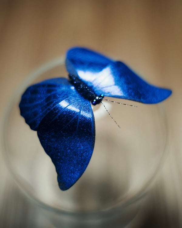 Morpho Anaxibia Cat Teaser Refill Toy