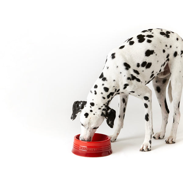 Pet Tableware (L)