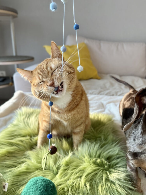 Watering Seeds Cat Toy