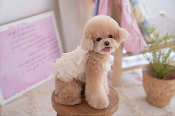 Candy Swimsuit Champagne Gold