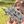 Load image into Gallery viewer, GOT CROCS - Crocodile Feet