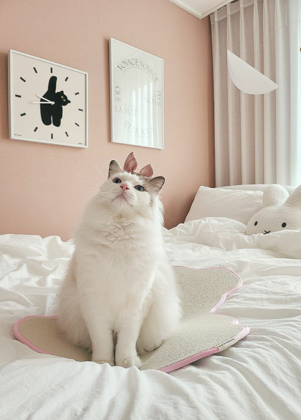 Teddy Bear Scratcher