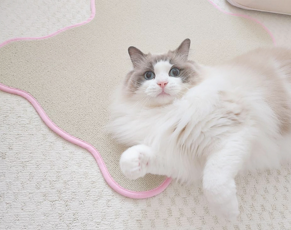 Teddy Bear Scratcher