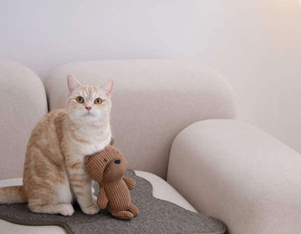 Teddy Bear Scratcher