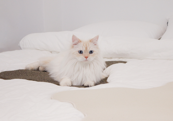 Teddy Bear Scratcher