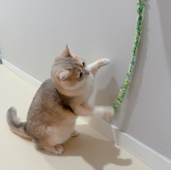 Cat Rod Refill Toy - Bugs Set