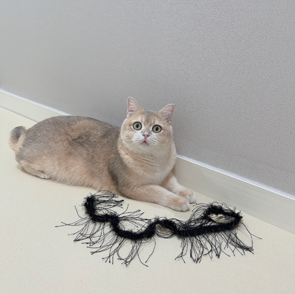 Cat Rod Refill Toy - Bugs Set