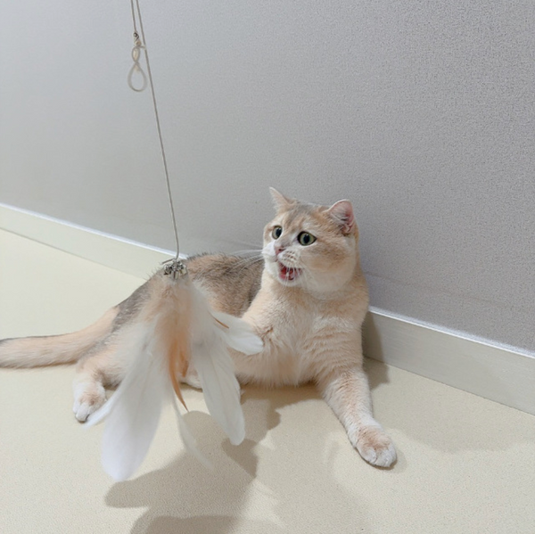Cat Rod Refill Toy - Catch or Not Feather Set