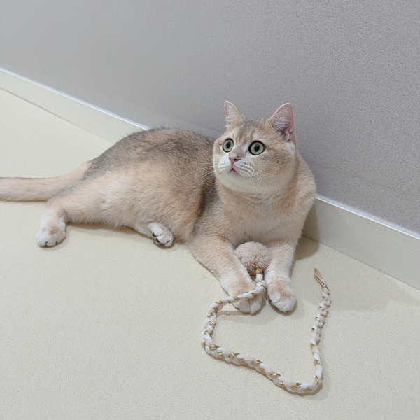 Cat Rod Refill Toy - Catch or Not Feather Set