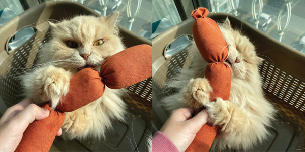 Sausage Catnip Matatabi Cushion Toy