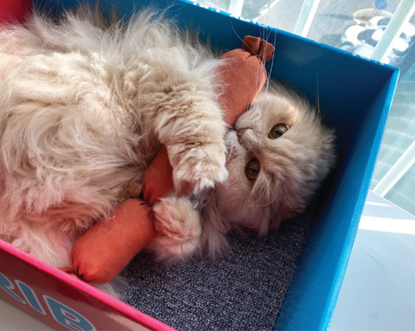 Sausage Catnip Matatabi Cushion Toy