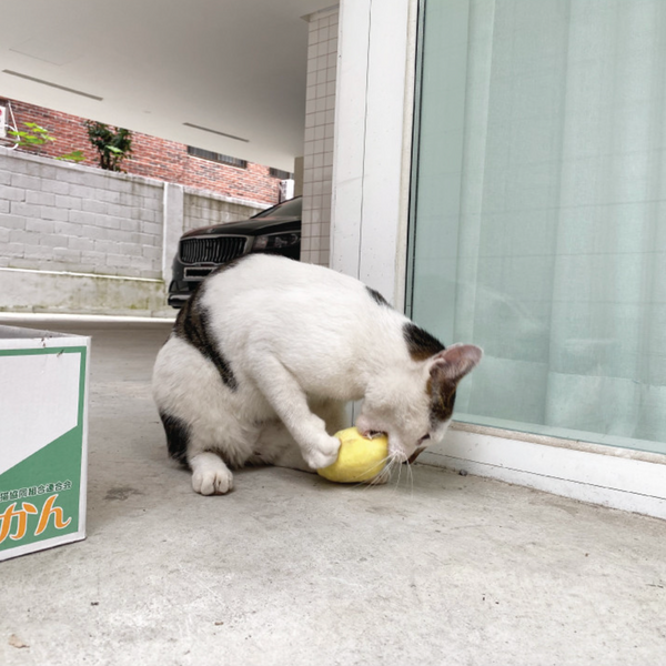 Lemon Catnip Matatabi Toy