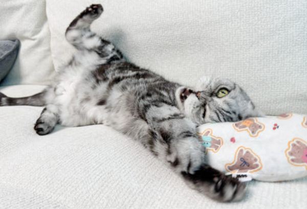 Slipper Catnip Matatabi Cushion Toy