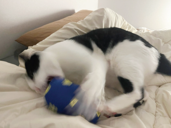 Slipper Catnip Matatabi Cushion Toy