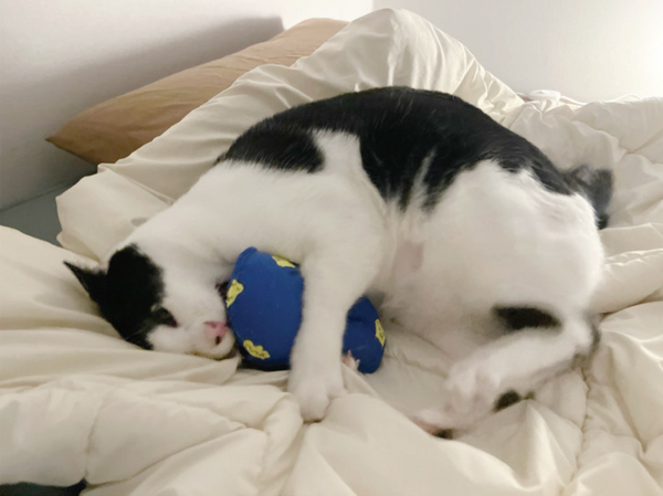 Slipper Catnip Matatabi Cushion Toy