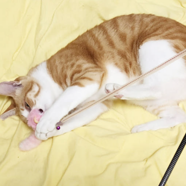 Single-Section Retractable Cat Teaser Wand