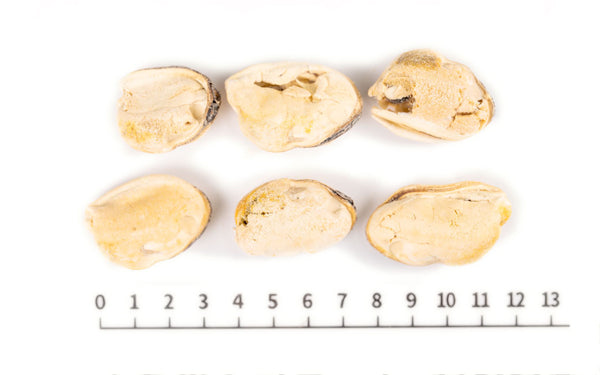 Freeze Dried Mussels