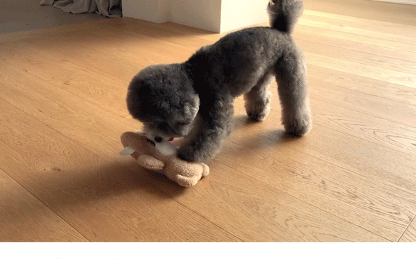 Sniff Sniff Bear Nosework Toy