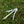 White Tail Kite Feather Cat Teaser Wand Refill Toy