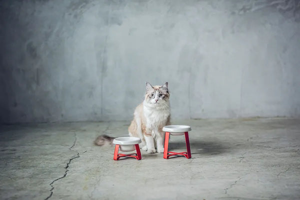 [PRE ORDER] Food Stand 2025 Christmas Limited (瑞朱 Zuishu)