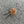 Chestnut Pom Bug Cat Teaser Refill Toy