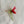 Mini Freshwater Crayfish Cat Teaser Refill Toy