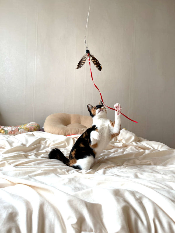 Mini Spinning Pheasant Feather Cat Teaser Wand Refill Toy