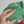 Cabbage Nosework Toy