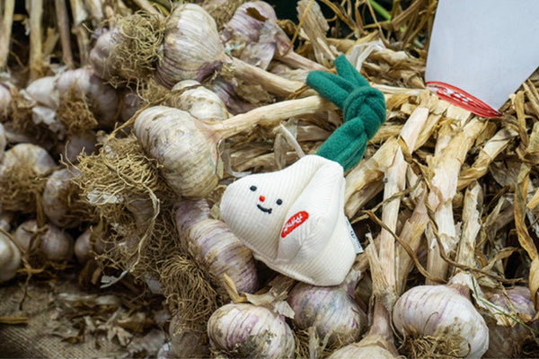 Squeaky Garlic Tug Toy