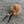 Chestnut Pom Bug Cat Teaser Refill Toy
