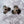 Peacock Moth 3-Wing Cat Teaser Wand Refill Toy