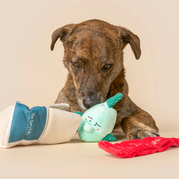 Fish Express Nosework Toy