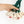 Cabbage Nosework Toy