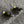 Mini Annoying Bee Cat Teaser Refill Toy