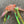 Rustling Bokjori Cat Teaser Refill Toy