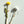 Dandelion Rod