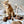 [PRE ORDER] Wheat Rod Cat Toy