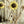 Sunflower Rod