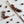 [PRE ORDER] Squirrel Rod