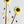 Sunflower Rod