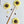 Sunflower Rod