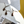 Antenna Bug Cat Teaser Wand Toy