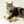Candy Catnip Matatabi Cushion Toy