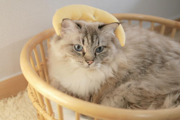 Old Moon Catnip Cushion Toy