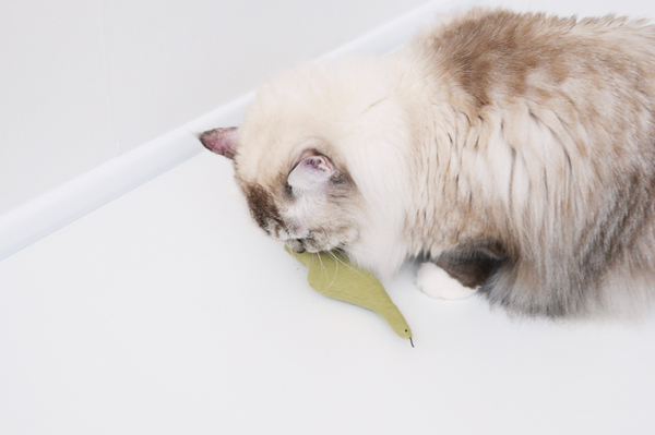 Boa Snake Catnip Cushion Toy