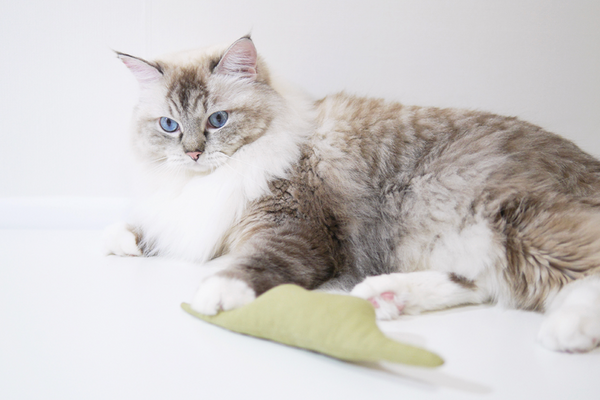 Boa Snake Catnip Cushion Toy