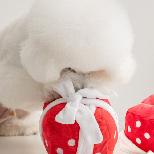 Gift Box Nose Work Toy