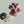 Cat Coral 2 Set